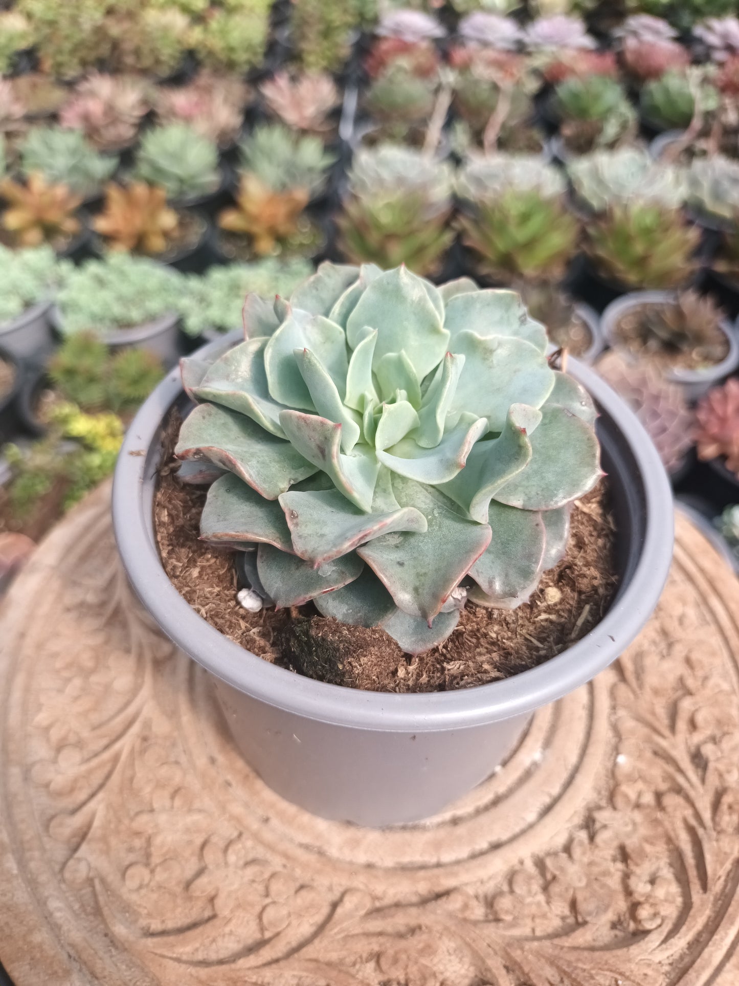 Echeveria Galaxy Blue