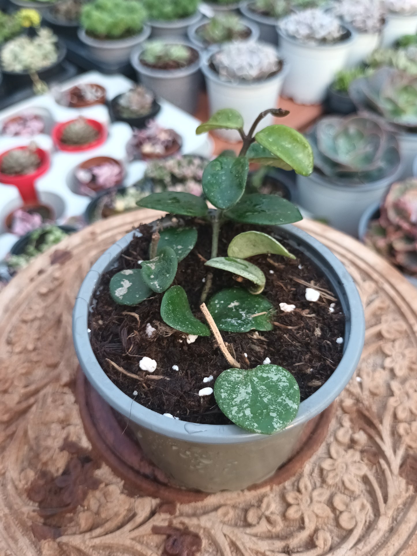 Hoya Mathilde Splash