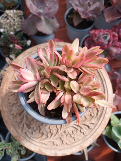 Crassula Capitella Campfire Variegata