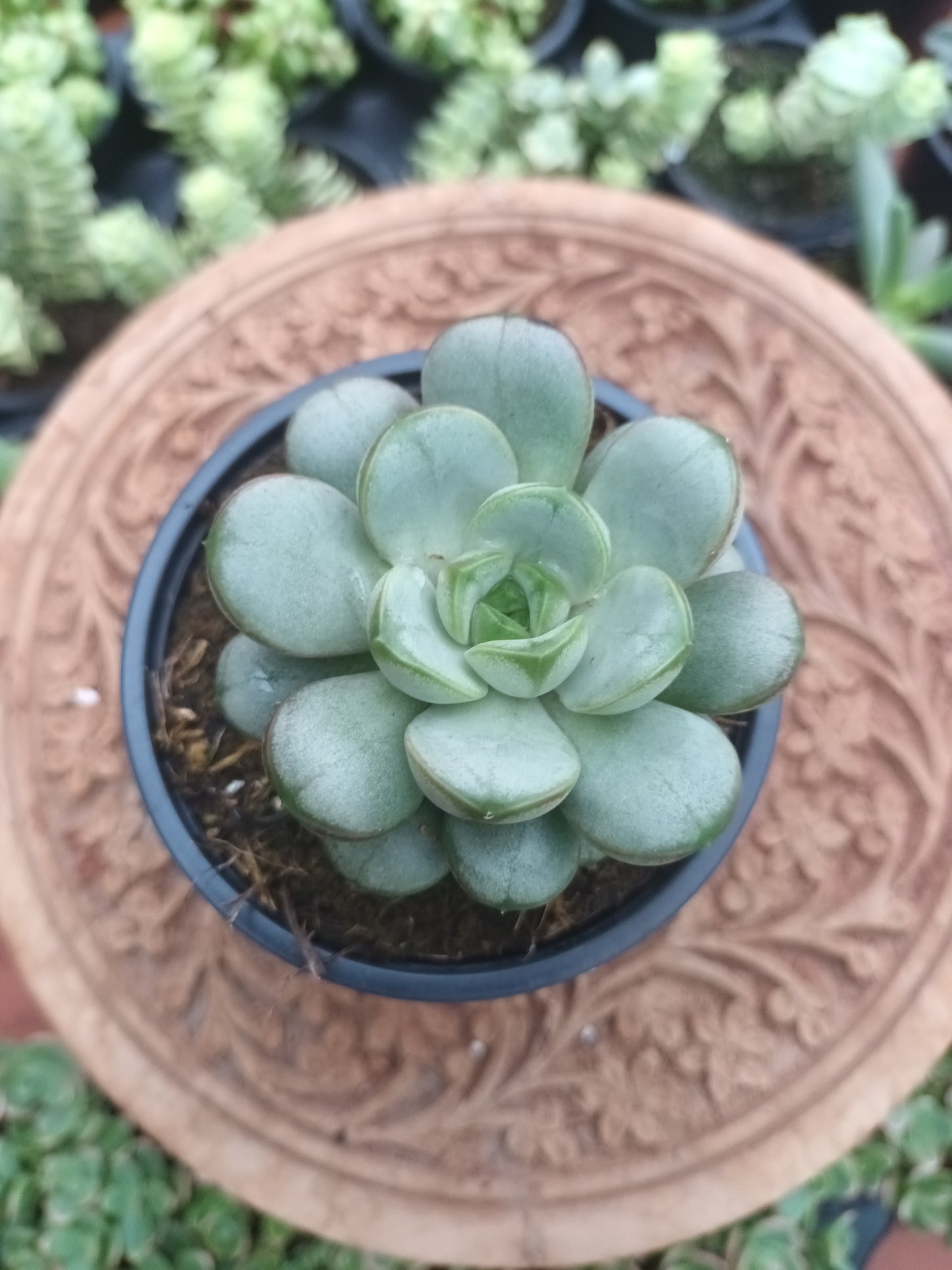 Graptoveria amethorum