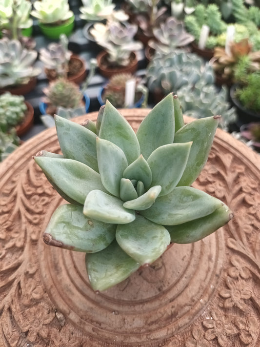 Echeveria agavoides spp