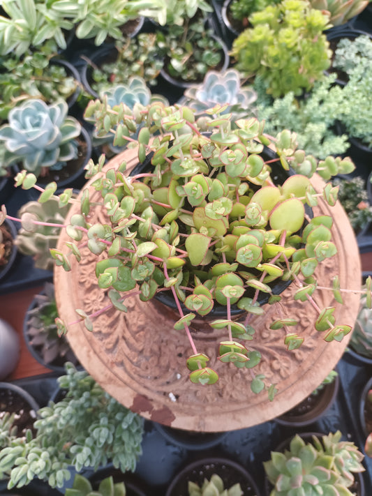 Crassula pellucida
