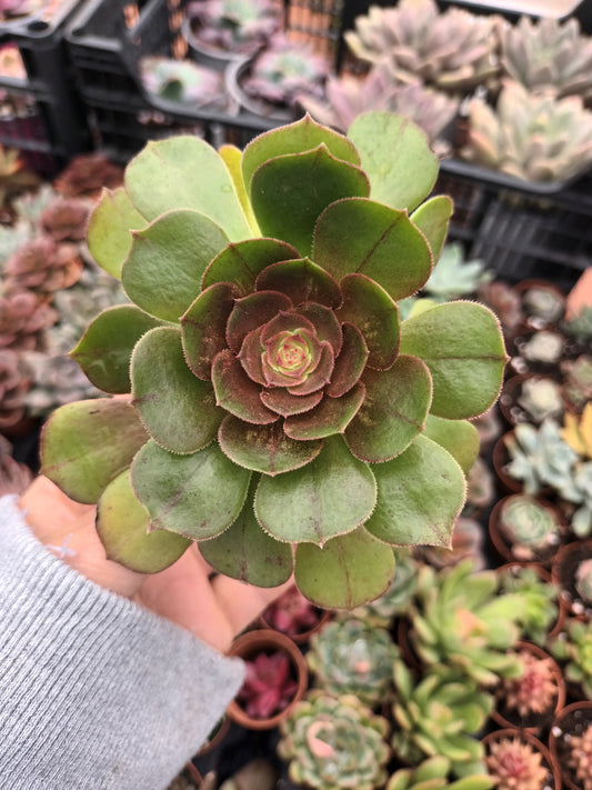 Aeonium Halloween