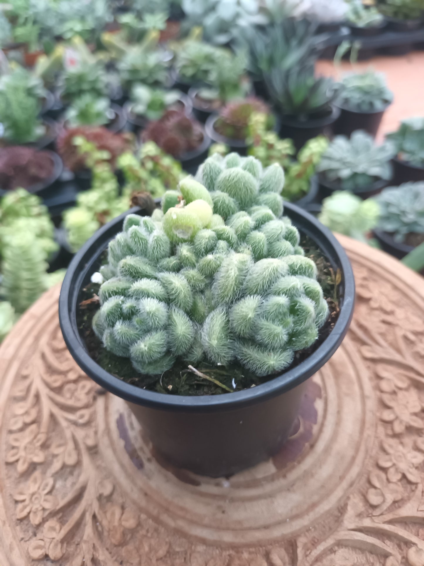 Sedum hintonii