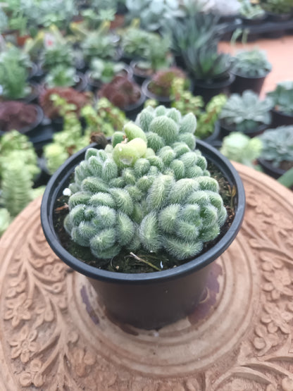 Sedum hintonii