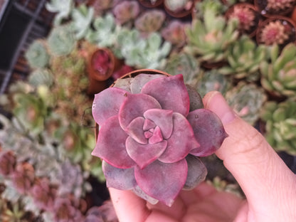 Graptoveria purple delight