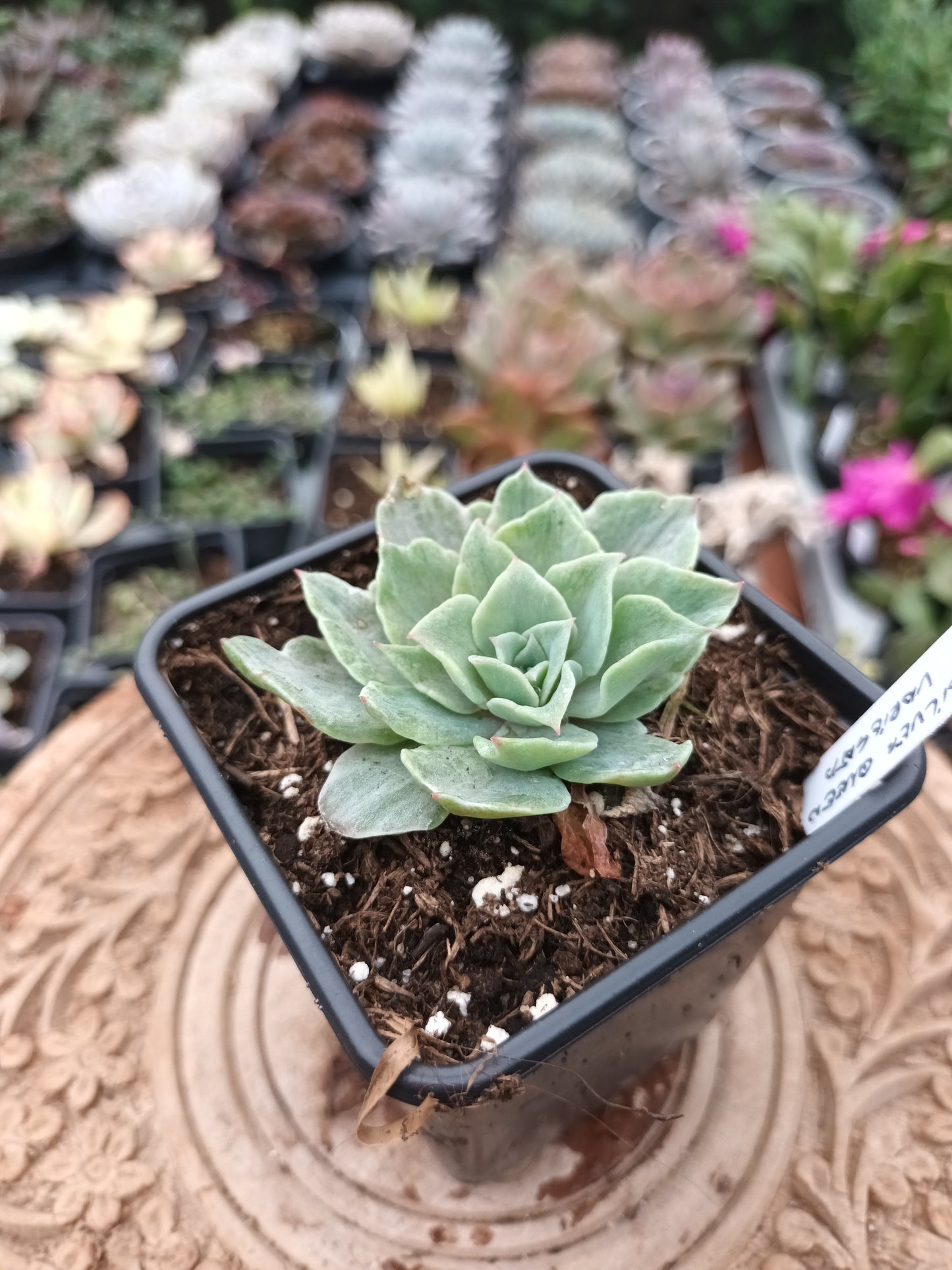 Echeveria Silver Queen variegata