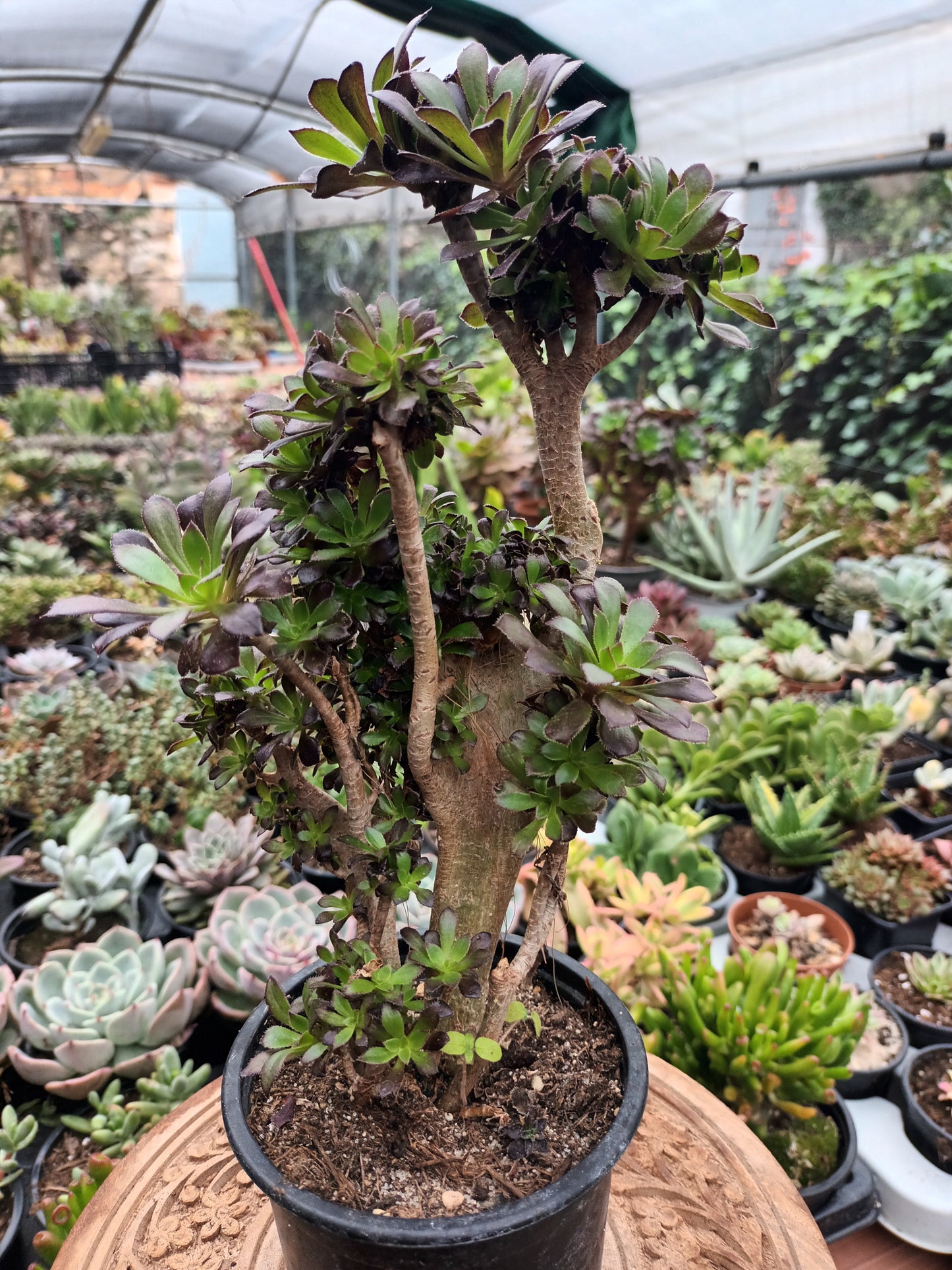 Aeonium crestado