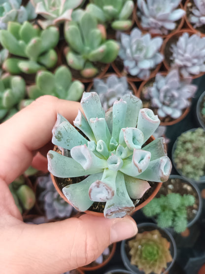 Echeveria Pig Nose