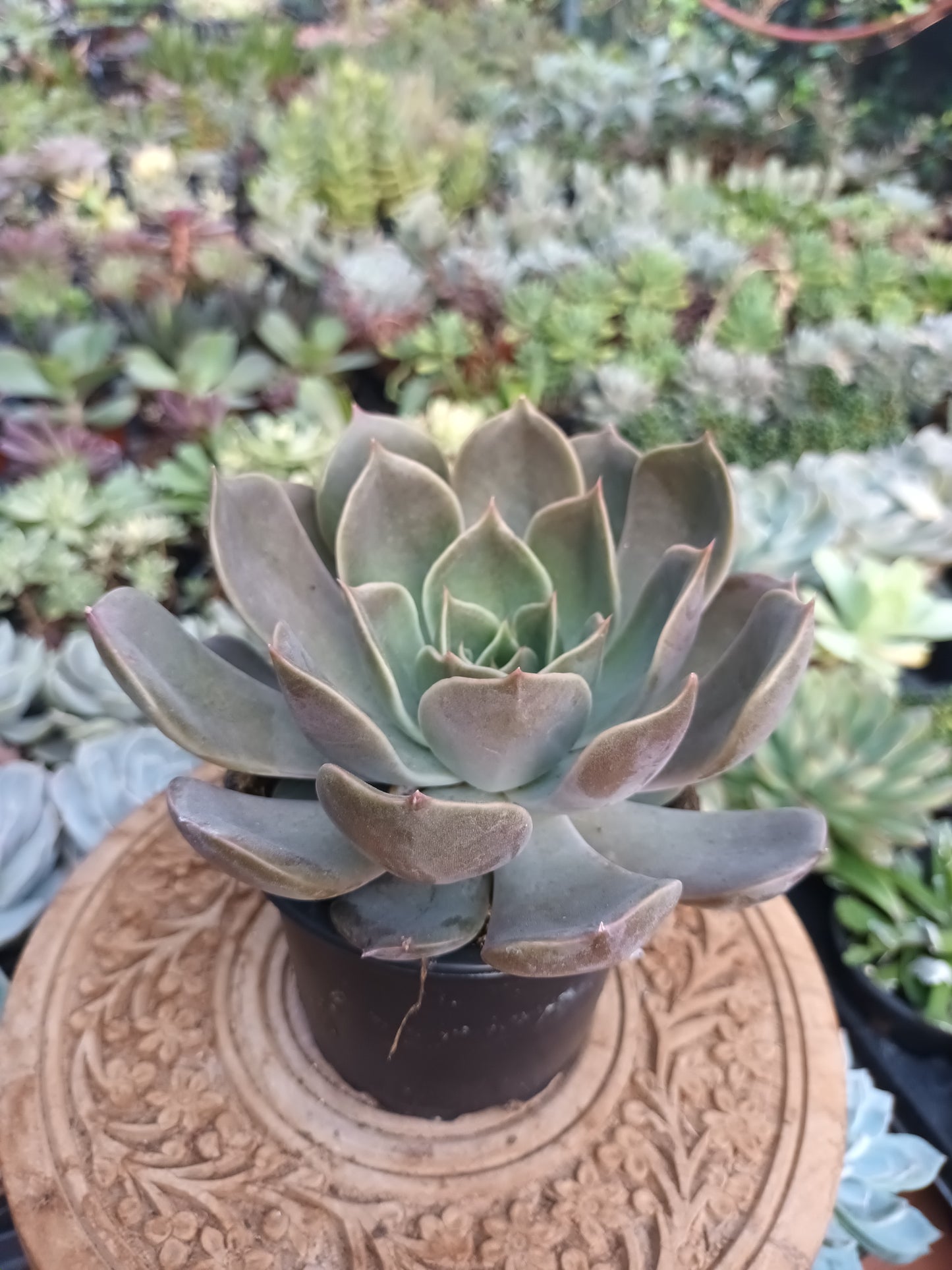 Echeveria 'Merriman'