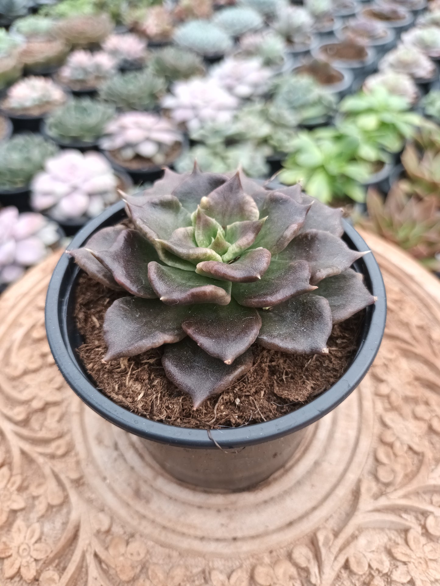 Echeveria black madiba