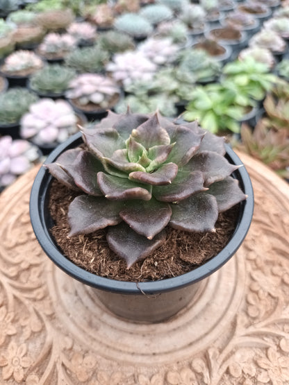 Echeveria black madiba