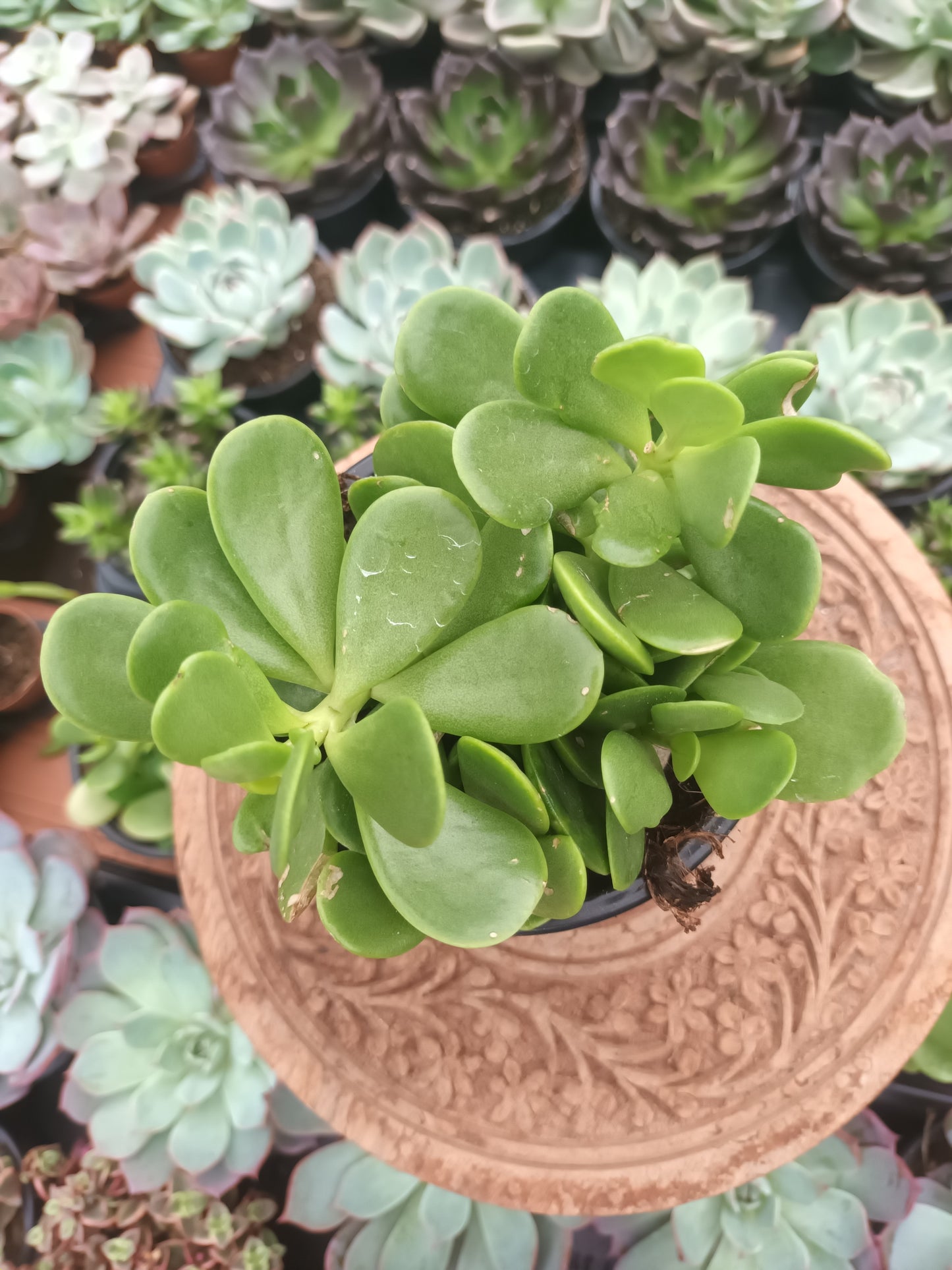 Senecio jacobsenii