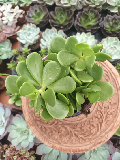 Senecio jacobsenii