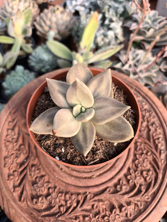 Echeveria Xichuensis