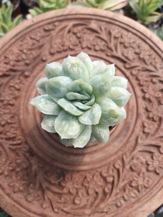 Echeveria elegans monstruosa