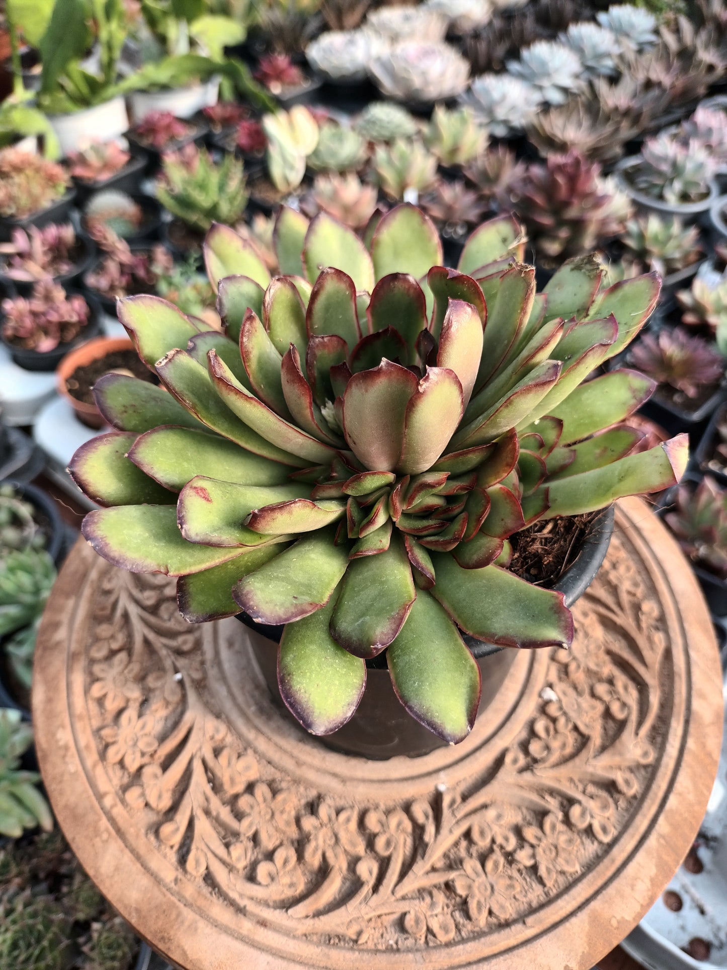 Echeveria pulidonis 'Magma Pearl'