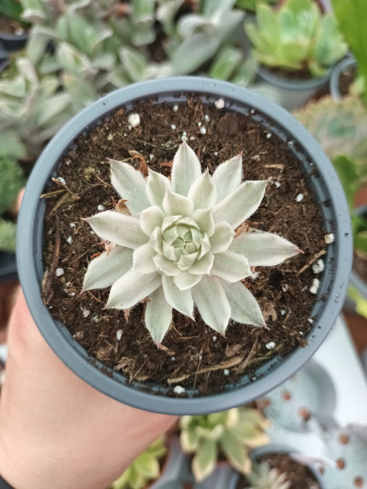 Sempervivum saxon variegata