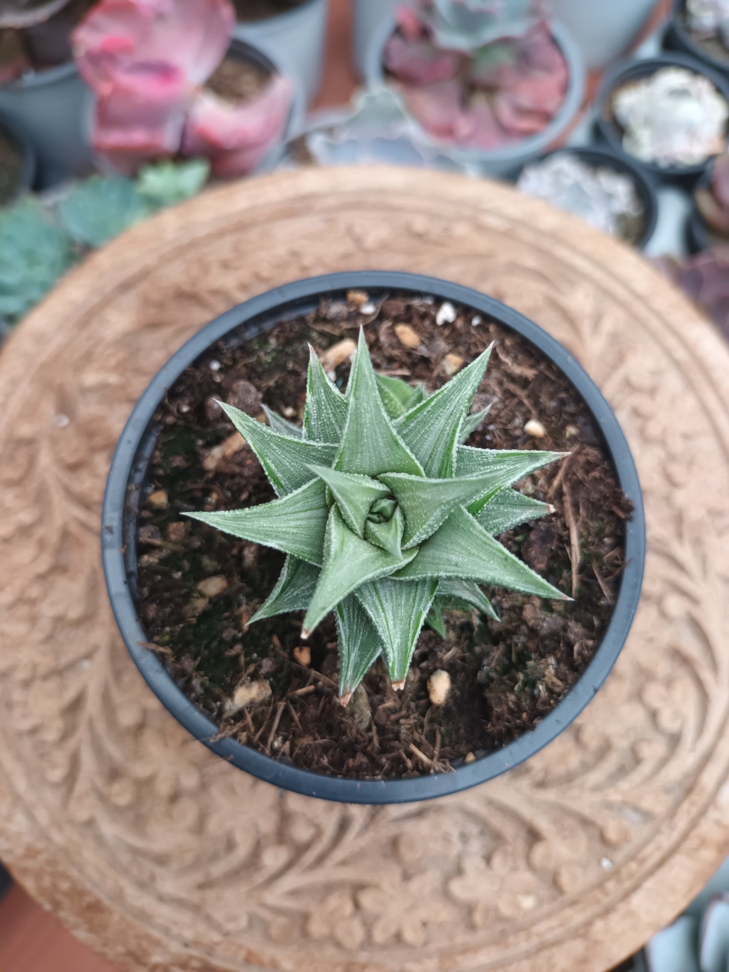 Haworthia tortuosa variegata