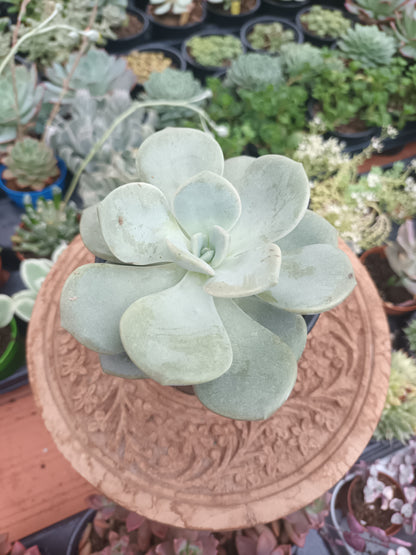 Echeveria Margaret