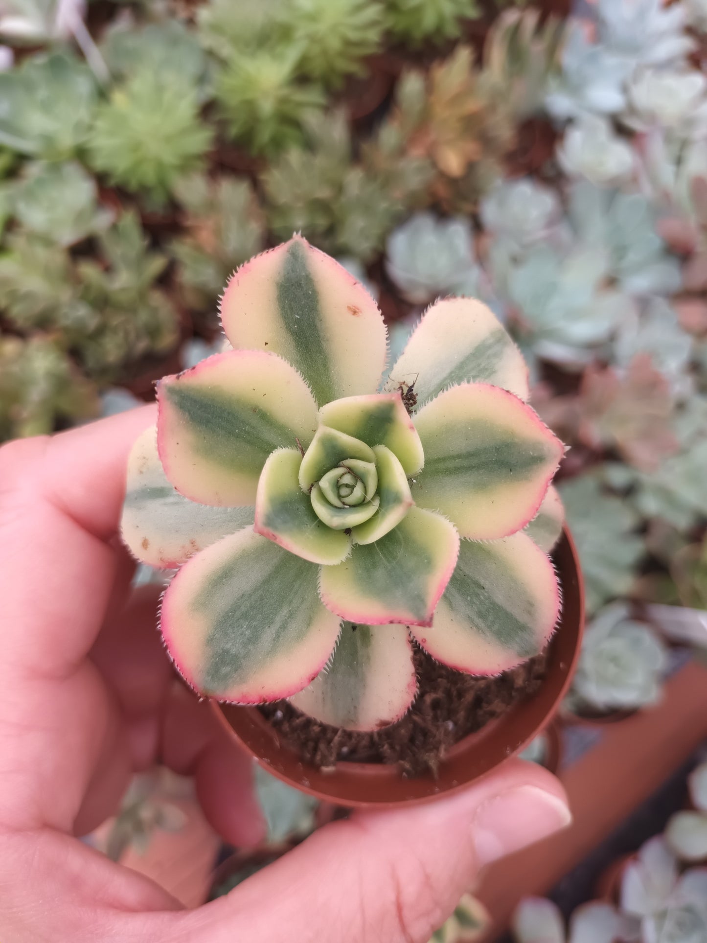Aeonium Florence
