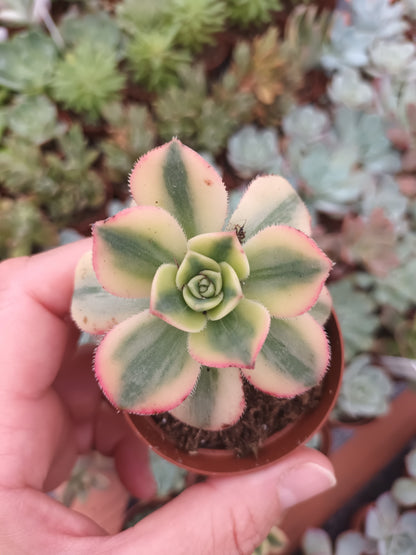 Aeonium Florence