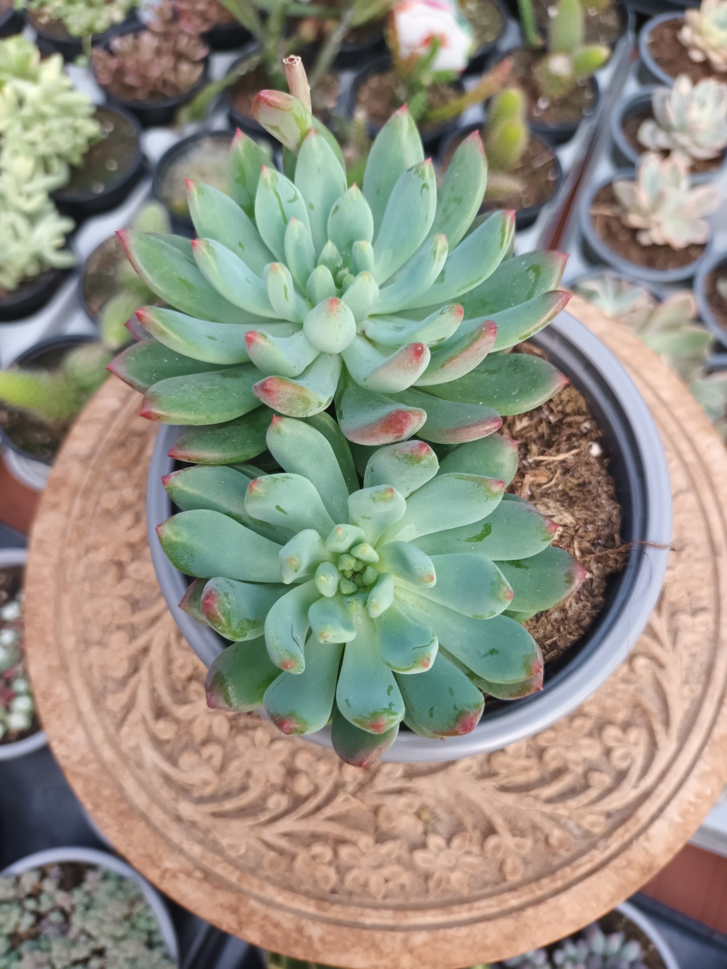 Sedeveria Blue Elf