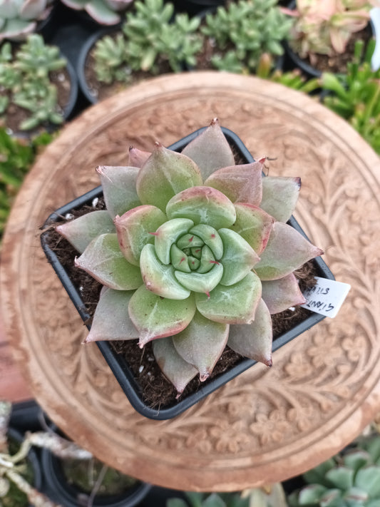 Echeveria giant mexican x Graptoveria silverstar