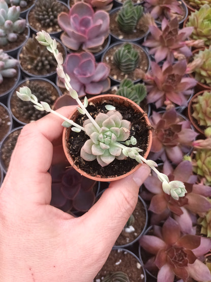 Echeveria prolífica