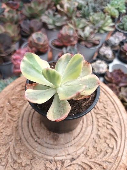Echeveria Sunset Peony Variegata