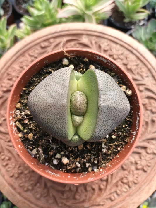 Pleiospilos nelii