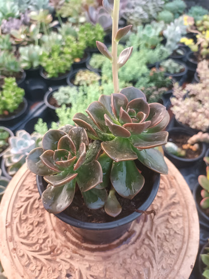Echeveria melaco