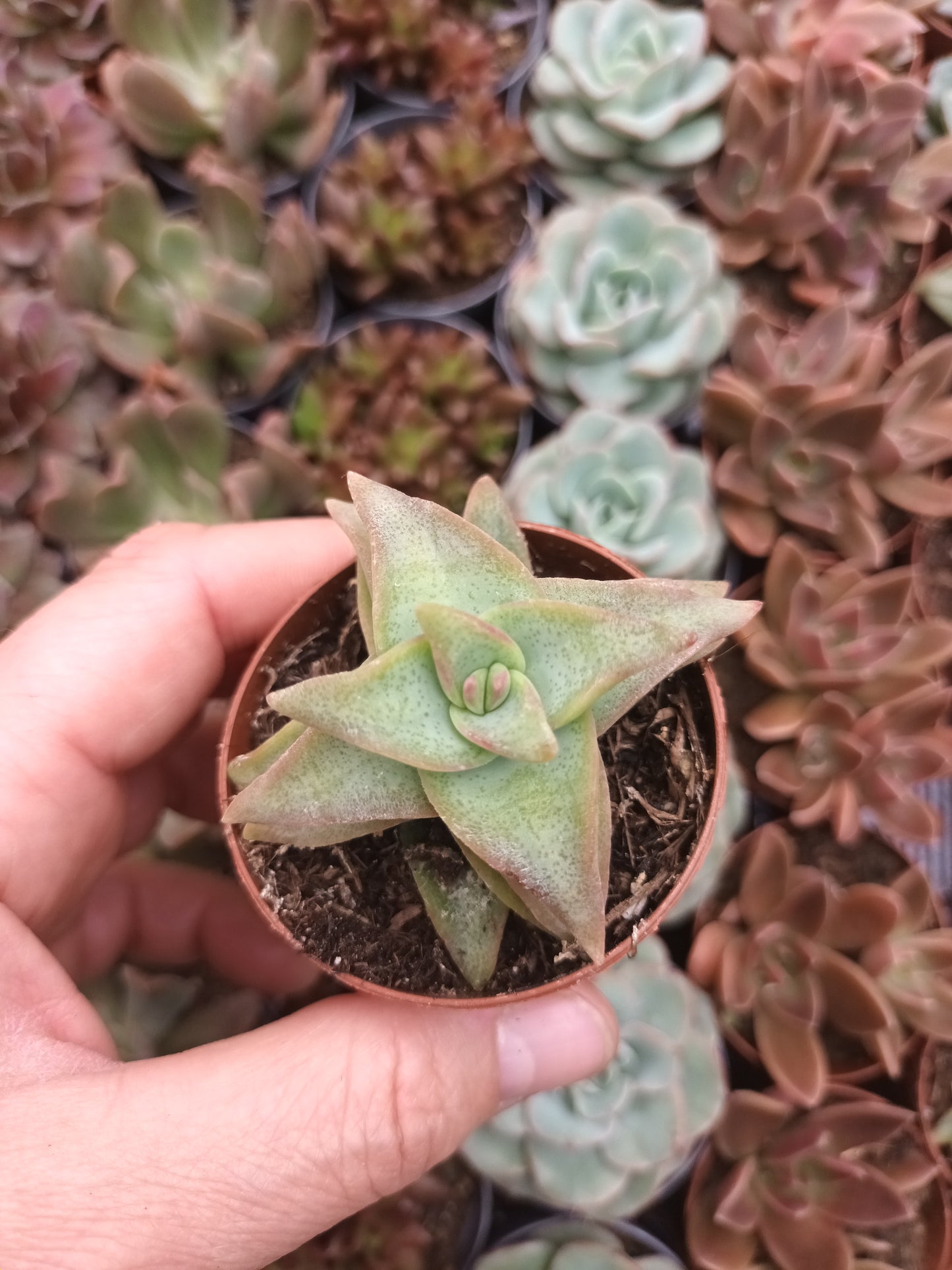 Crassula rupestris 'Daruma Star'