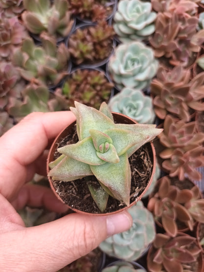 Crassula rupestris 'Daruma Star'