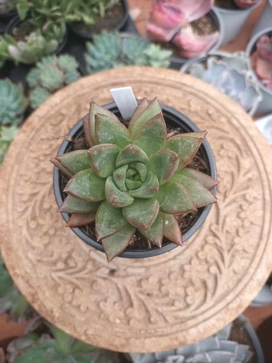 Graptoveria opalina x Echeveria Purposorum