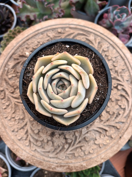Echeveria kiss-me