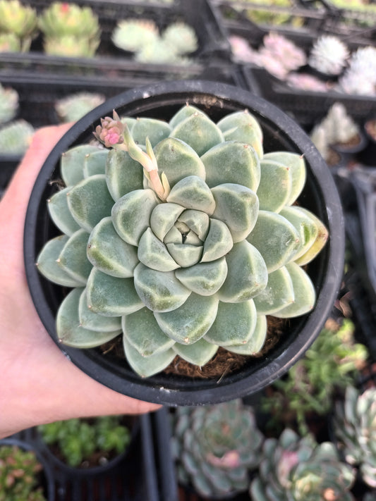Echeveria albicans