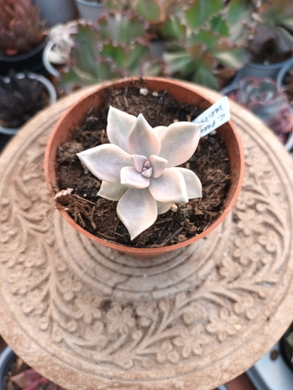 Graptopetalum paraguayense variegata