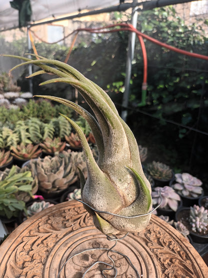Tillandsia selereiana - M