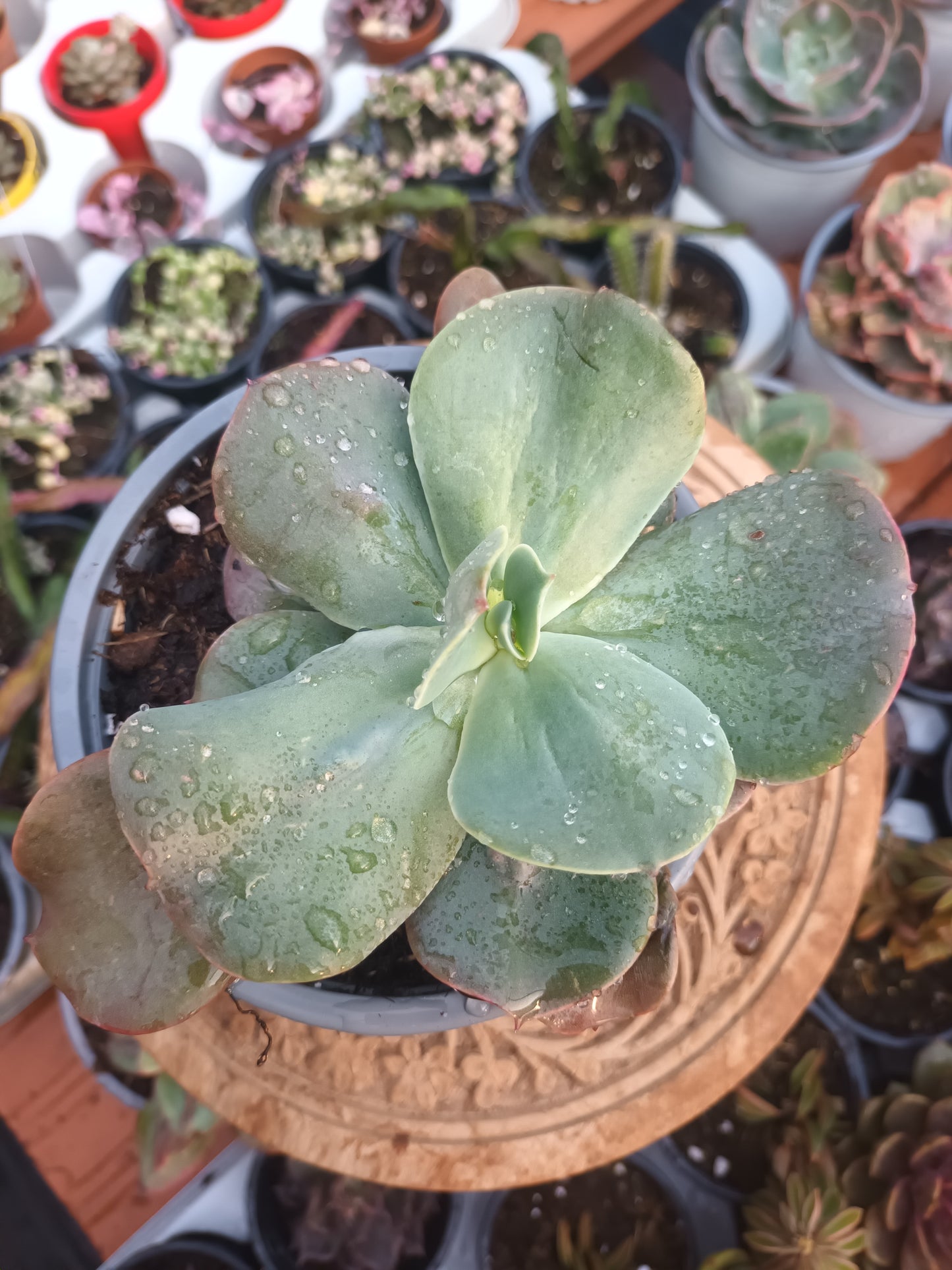Echeveria gibbiflora Paul Bunyan