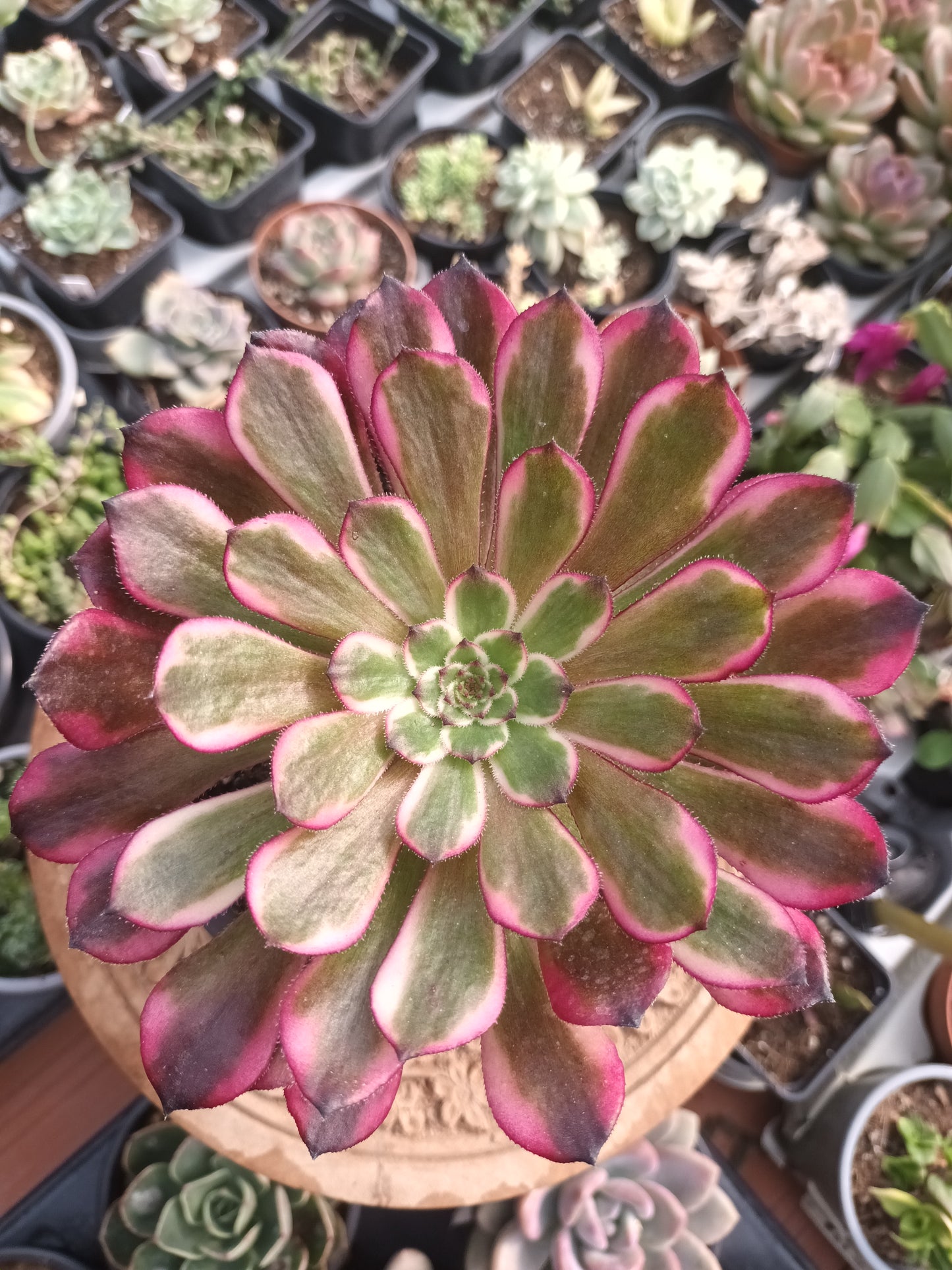 Aeonium sparks