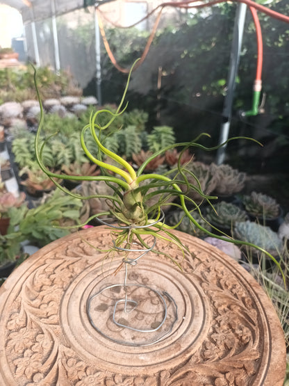 Tillandsia bulbosa - M con hijos