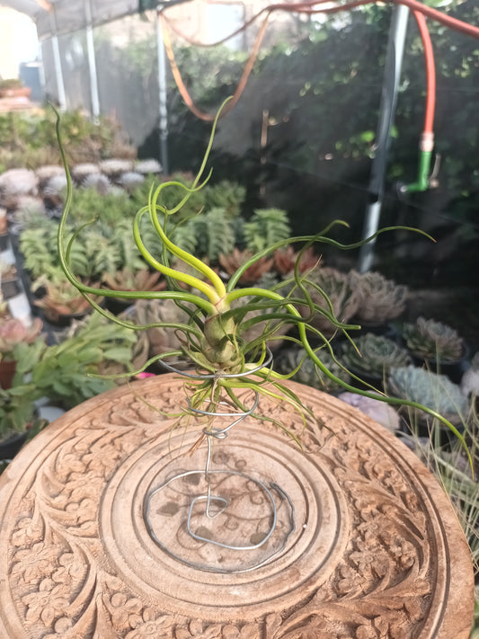 Tillandsia bulbosa - M con hijos