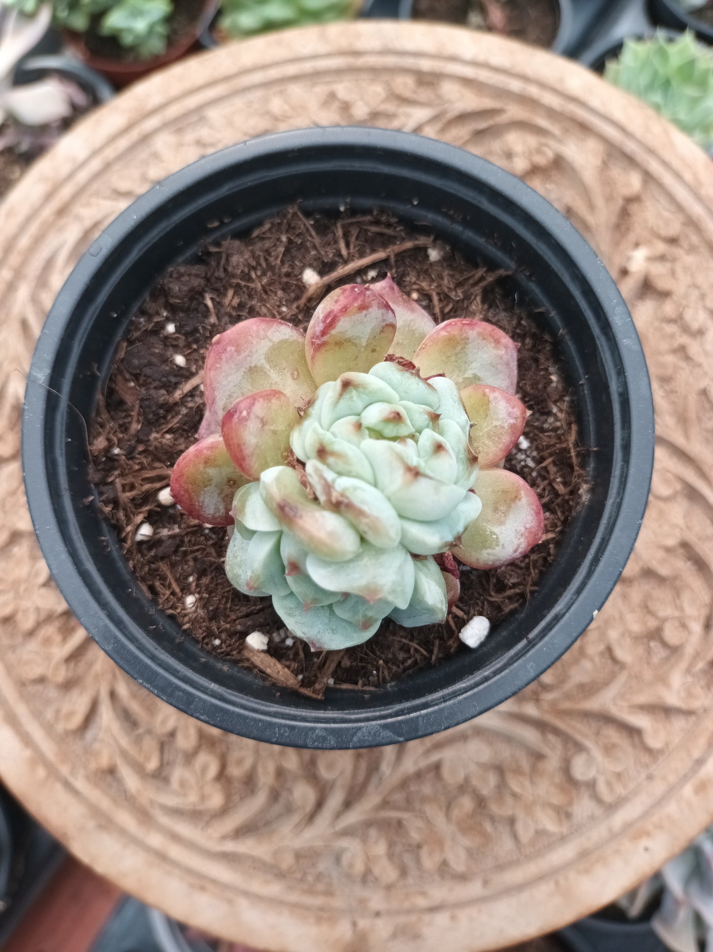 Echeveria Red Velvet