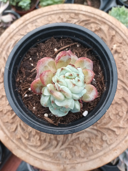 Echeveria Red Velvet