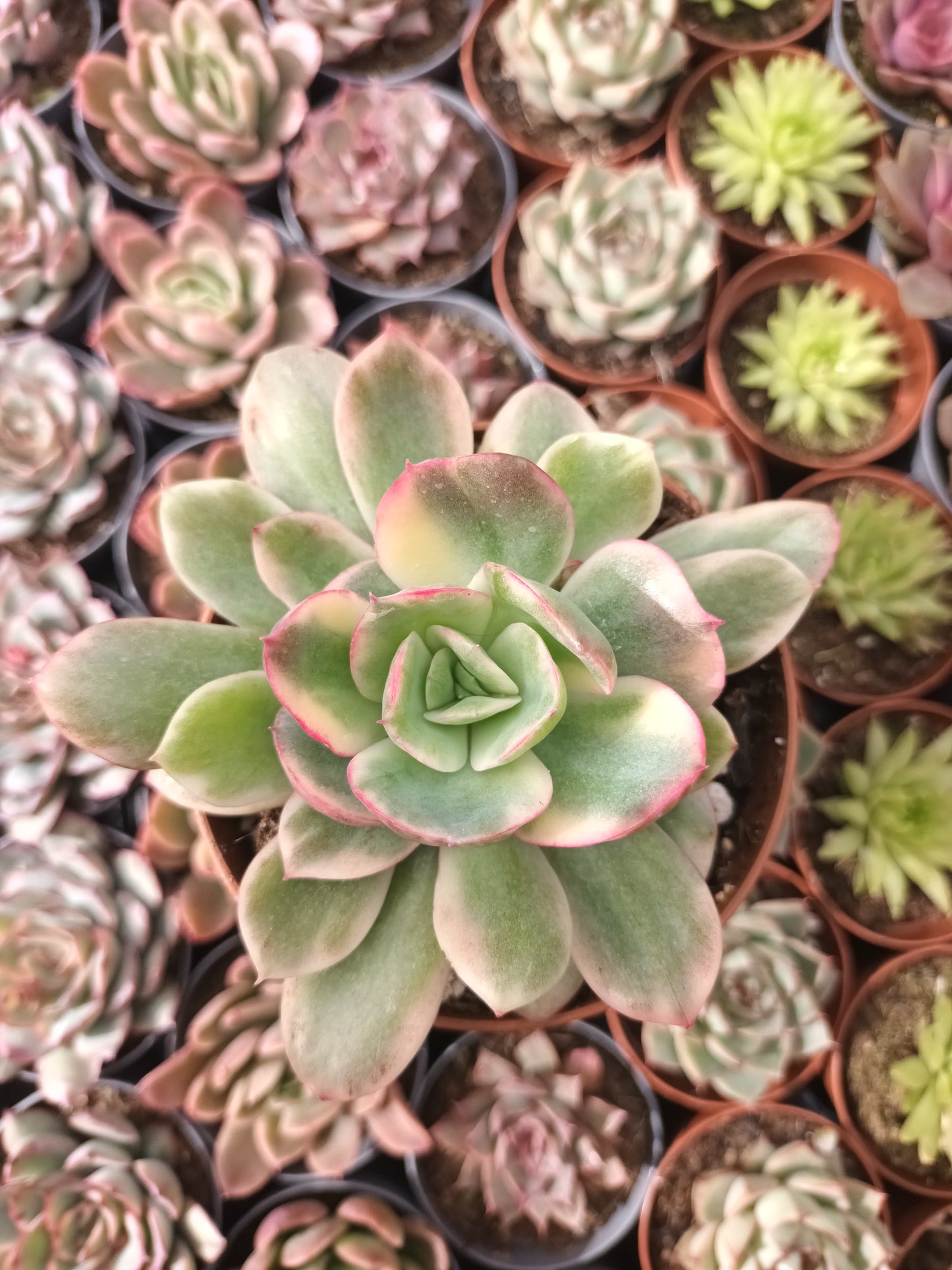 Echeveria luella variegata