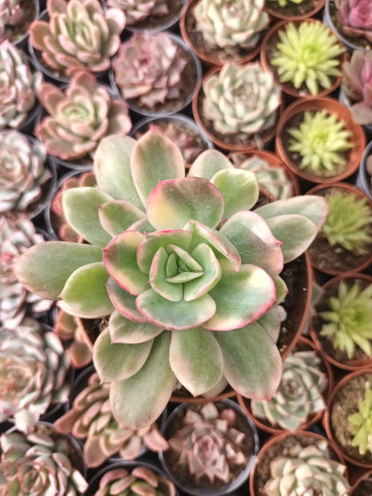 Echeveria luella variegata
