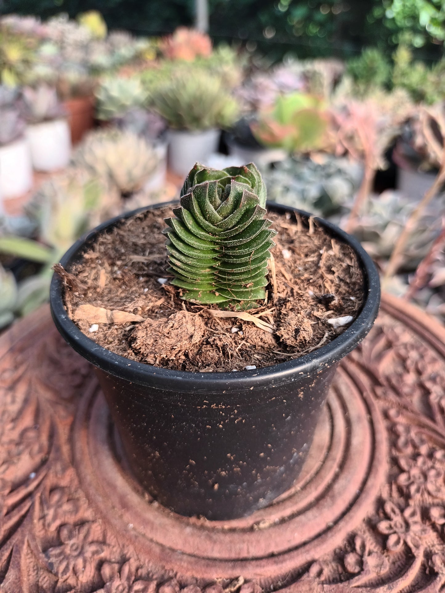 Crassula 'Templo de Buda'