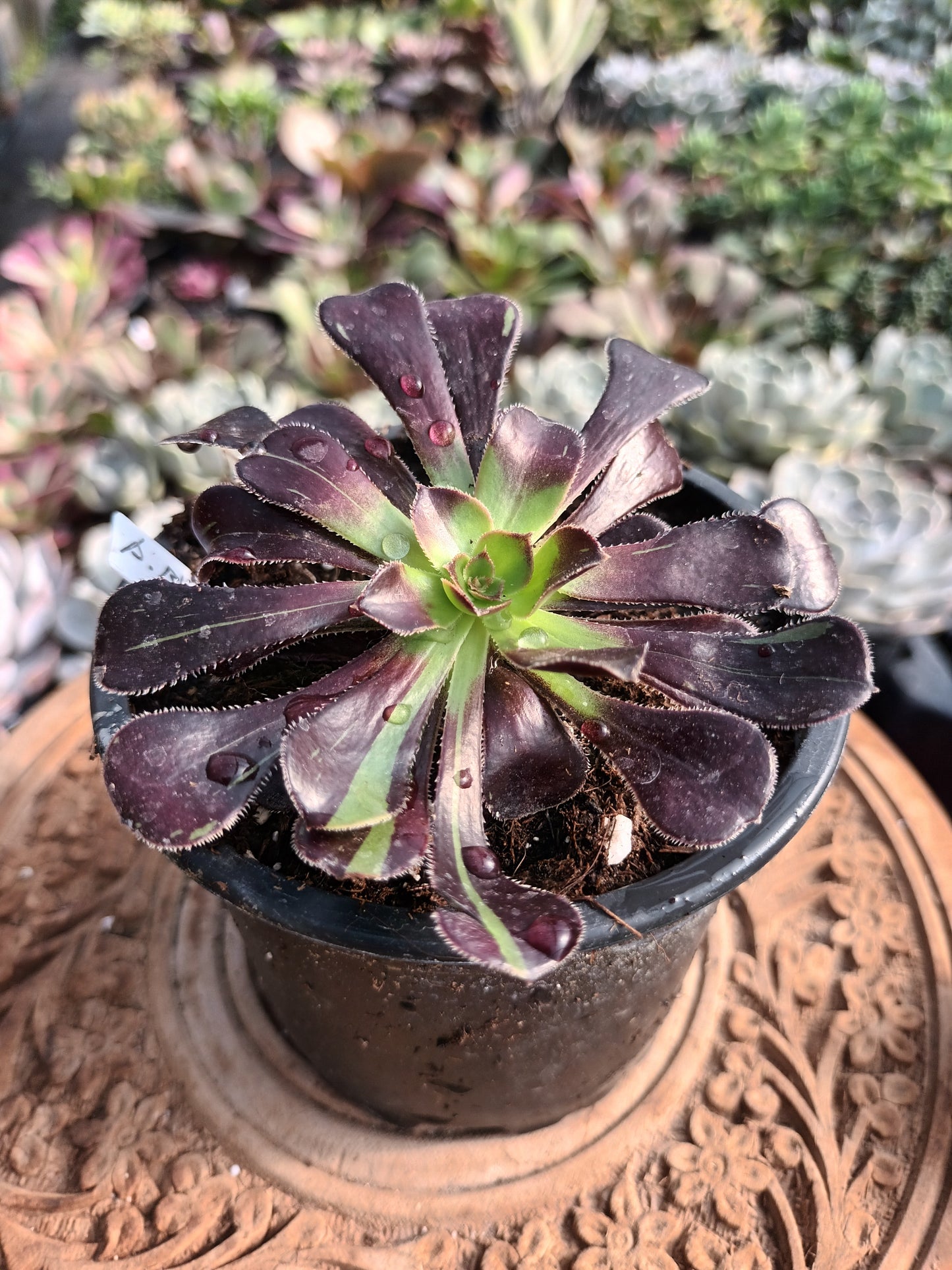 Aeonium Big Bang