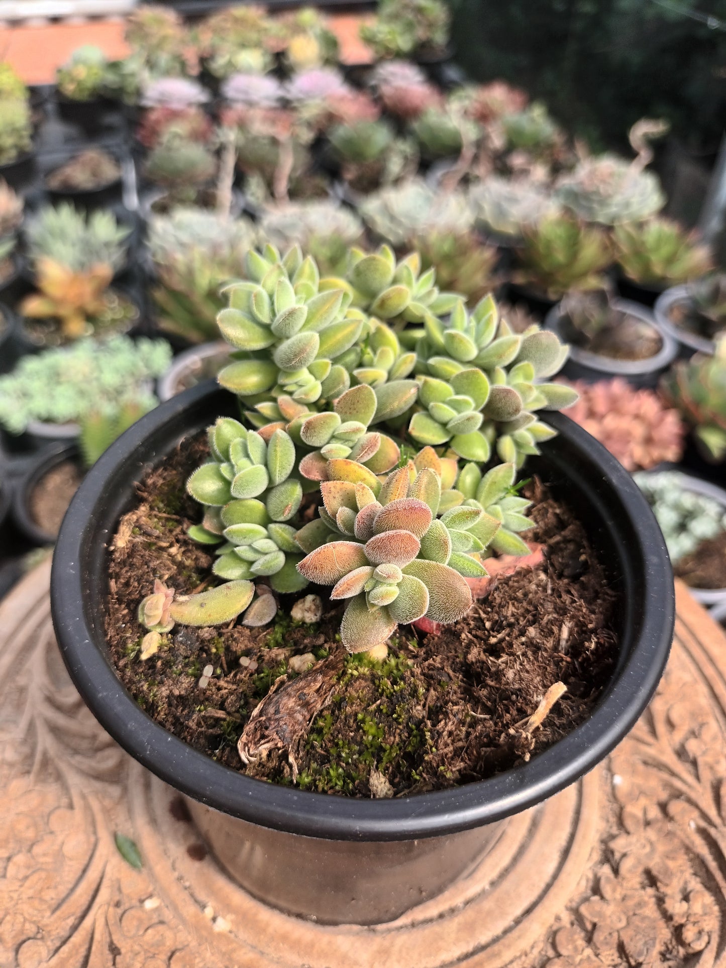 Crassula Lanuginosa Var. Pachystemon